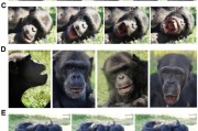 名字测算国际最新研究：机器人“打哈欠” 黑猩猩被传染