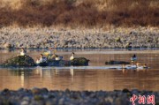 名字测算歙县完成安徽首个县域生物多样性调查 共记录物种近4千种